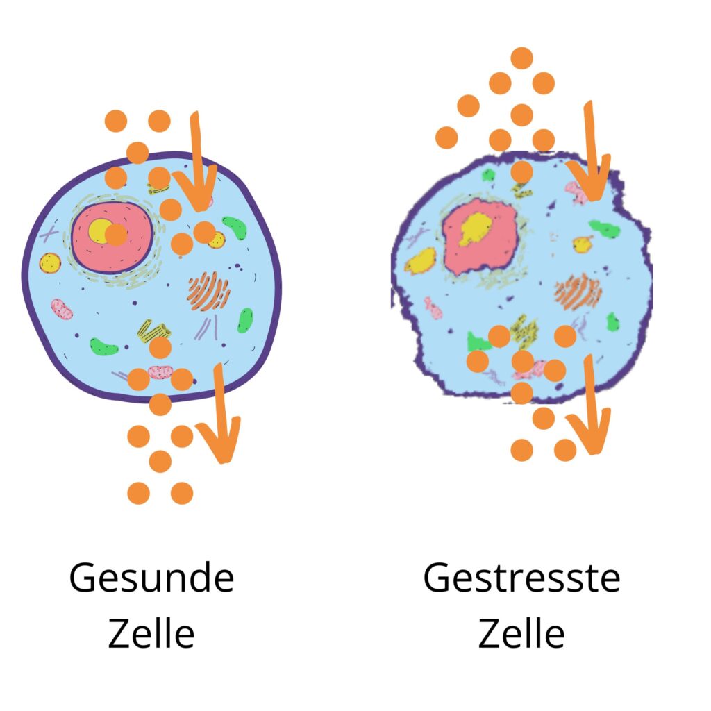 Omega- Zellgesundheit