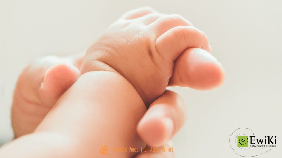Reflexe Reflexintegration Entwicklungskinesiologie Webinar Workshop